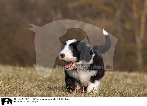 Bearded Collie Welpe / Bearded Collie Puppy / JH-11383