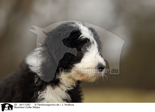 Bearded Collie Welpe / Bearded Collie Puppy / JH-11387
