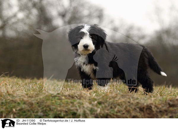 Bearded Collie Welpe / Bearded Collie Puppy / JH-11390