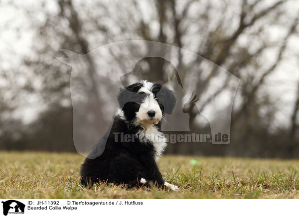 Bearded Collie Welpe / Bearded Collie Puppy / JH-11392