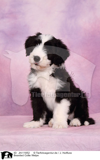 Bearded Collie Welpe / Bearded Collie Puppy / JH-11852