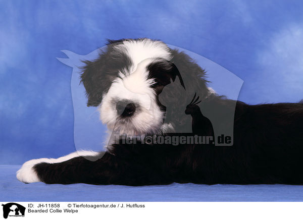 Bearded Collie Welpe / Bearded Collie Puppy / JH-11858