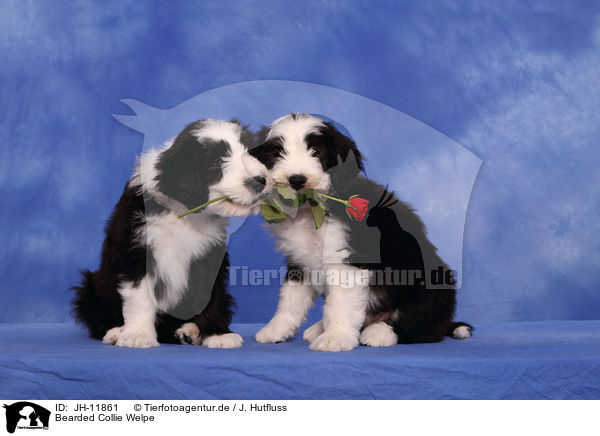 Bearded Collie Welpe / JH-11861