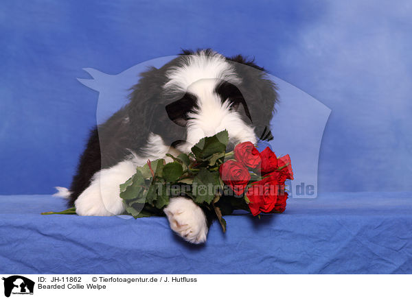 Bearded Collie Welpe / JH-11862