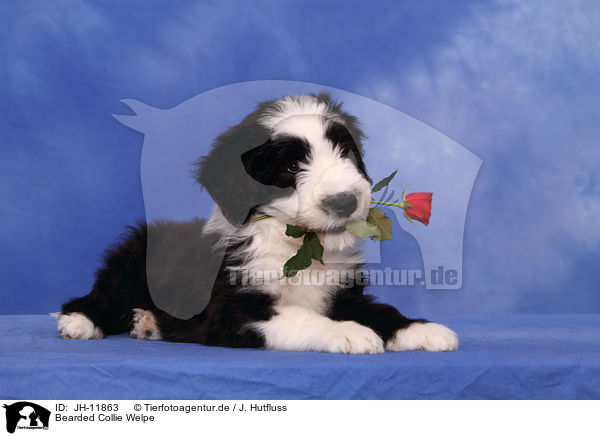 Bearded Collie Welpe / Bearded Collie Puppy / JH-11863
