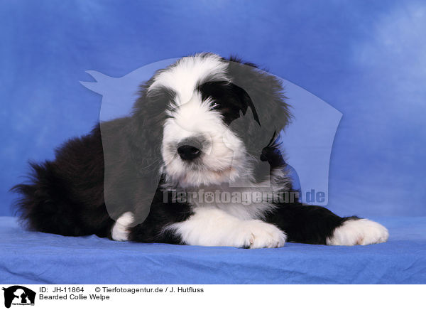 Bearded Collie Welpe / Bearded Collie Puppy / JH-11864