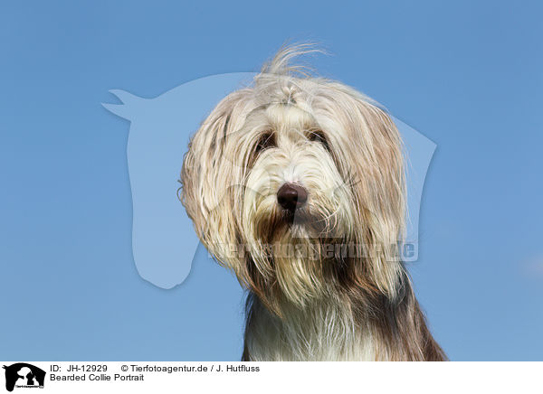 Bearded Collie Portrait / Bearded Collie Portrait / JH-12929