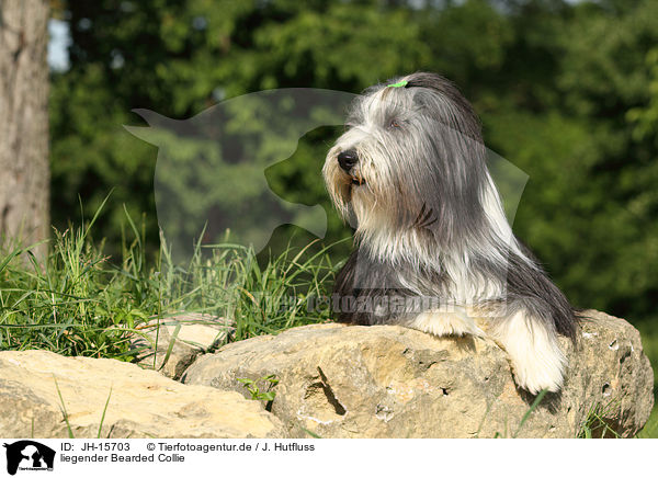 liegender Bearded Collie / lying Bearded Collie / JH-15703