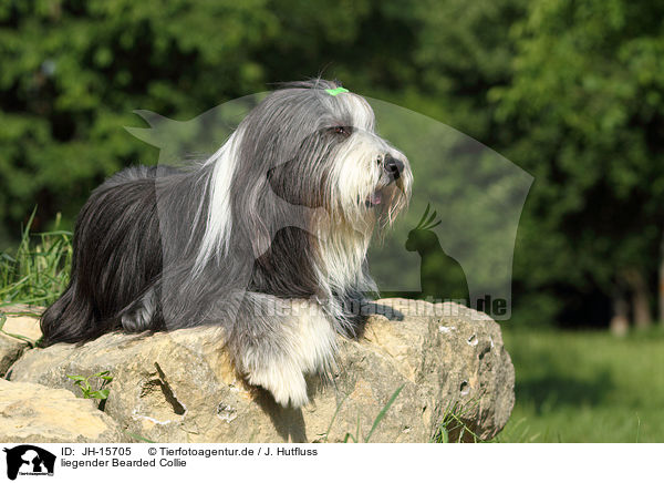 liegender Bearded Collie / lying Bearded Collie / JH-15705