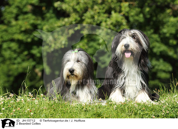 2 Bearded Collies / 2 Bearded Collies / JH-15712
