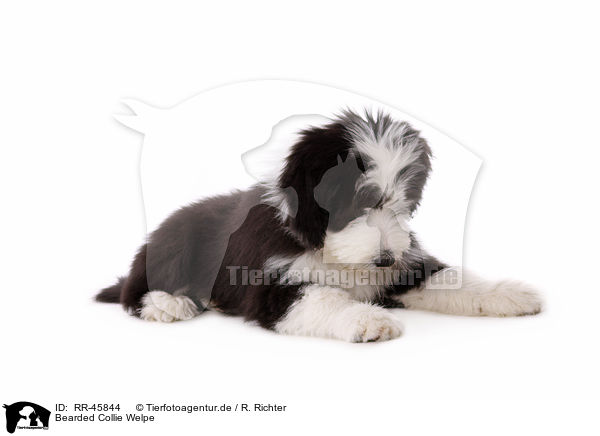 Bearded Collie Welpe / Bearded Collie Puppy / RR-45844