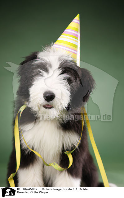 Bearded Collie Welpe / Bearded Collie Puppy / RR-45869