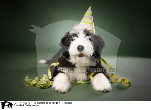 Bearded Collie Welpe / Bearded Collie Puppy / RR-45873