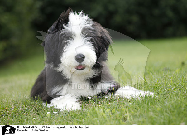 Bearded Collie Welpe / Bearded Collie Puppy / RR-45879