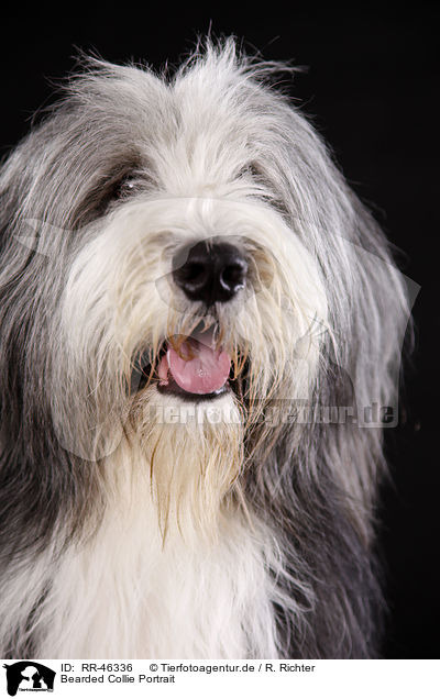 Bearded Collie Portrait / Bearded Collie Portrait / RR-46336