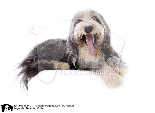 liegender Bearded Collie / RR-46349