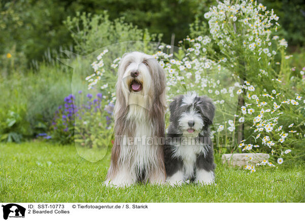 2 Bearded Collies / 2 Bearded Collies / SST-10773