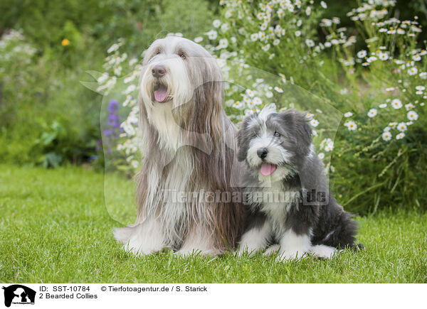2 Bearded Collies / 2 Bearded Collies / SST-10784