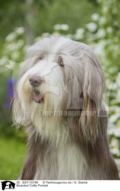 Bearded Collie Portrait / Bearded Collie Portrait / SST-10796