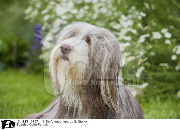 Bearded Collie Portrait / Bearded Collie Portrait / SST-10797