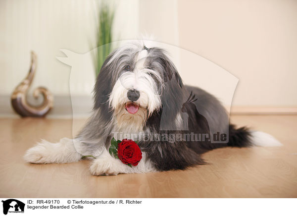 liegender Bearded Collie / lying Bearded Collie / RR-49170