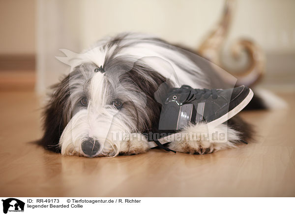 liegender Bearded Collie / lying Bearded Collie / RR-49173