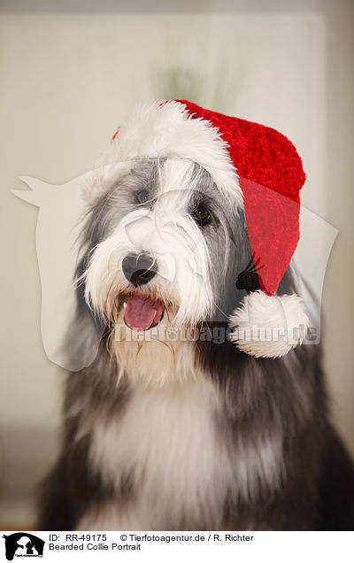 Bearded Collie Portrait / Bearded Collie Portrait / RR-49175