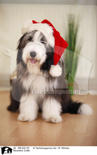 Bearded Collie / Bearded Collie / RR-49176