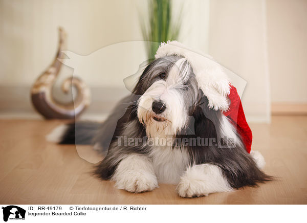 liegender Bearded Collie / lying Bearded Collie / RR-49179