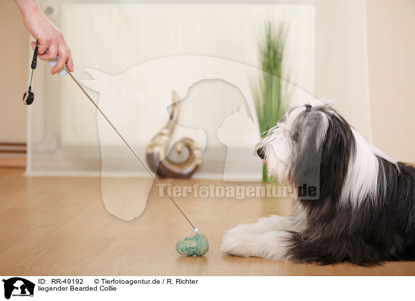 liegender Bearded Collie / lying Bearded Collie / RR-49192