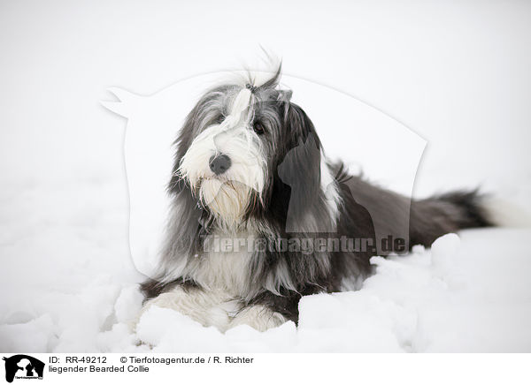 liegender Bearded Collie / lying Bearded Collie / RR-49212
