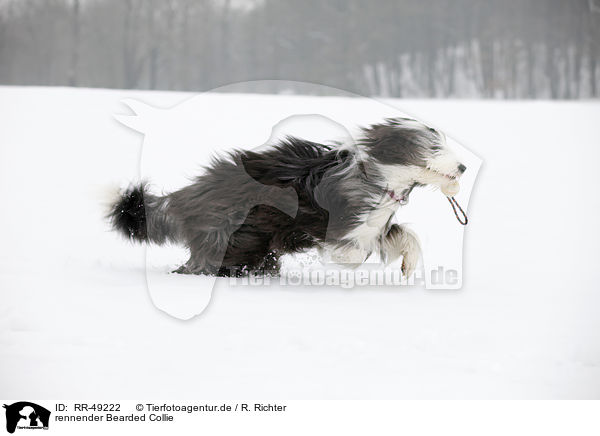 rennender Bearded Collie / running Bearded Collie / RR-49222