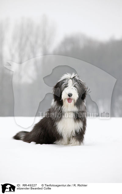 sitzender Bearded Collie / sitting Bearded Collie / RR-49227