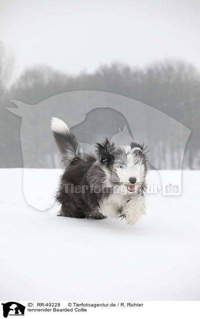 rennender Bearded Collie / running Bearded Collie / RR-49228