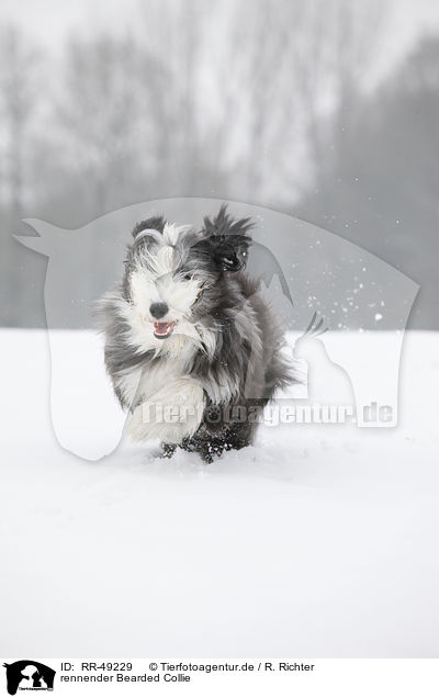 rennender Bearded Collie / running Bearded Collie / RR-49229