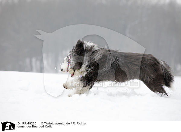 rennender Bearded Collie / running Bearded Collie / RR-49236