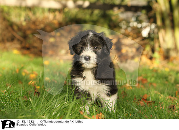 Bearded Collie Welpe / Bearded Collie Puppy / KL-12321