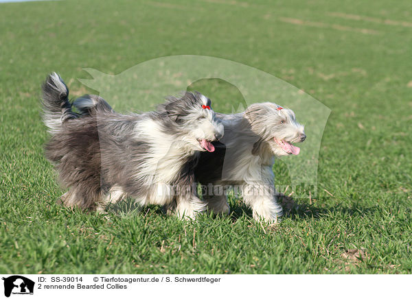 2 rennende Bearded Collies / SS-39014