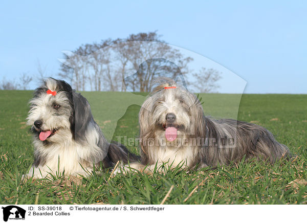 2 Bearded Collies / 2 Bearded Collies / SS-39018
