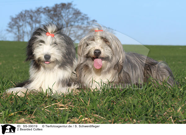 2 Bearded Collies / 2 Bearded Collies / SS-39019