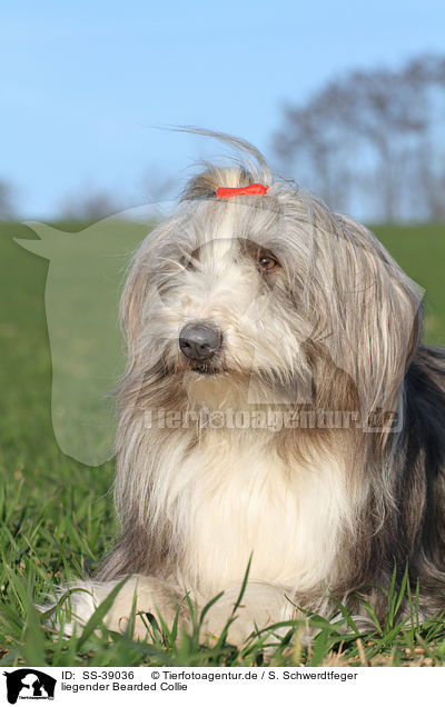 liegender Bearded Collie / lying Bearded Collie / SS-39036