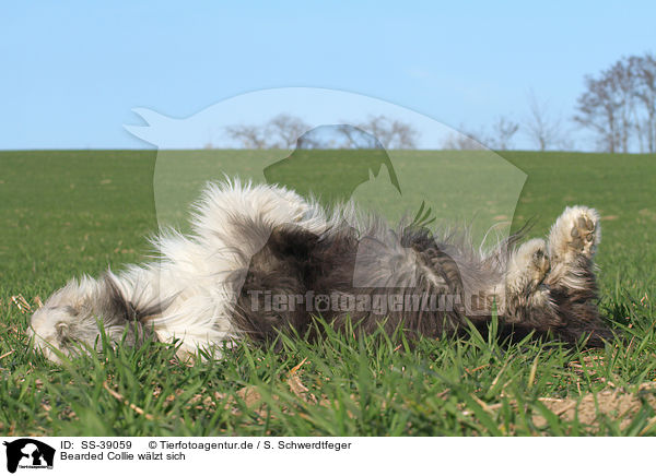Bearded Collie wlzt sich / SS-39059