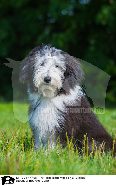 sitzender Bearded Collie / SST-14486