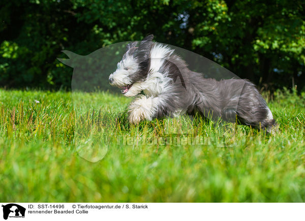 rennender Bearded Collie / SST-14496