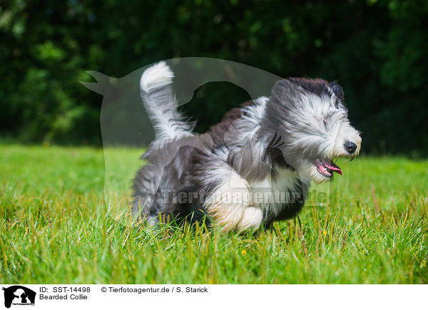 Bearded Collie / Bearded Collie / SST-14498