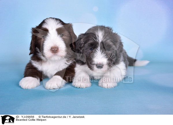 Bearded Collie Welpen / YJ-09856