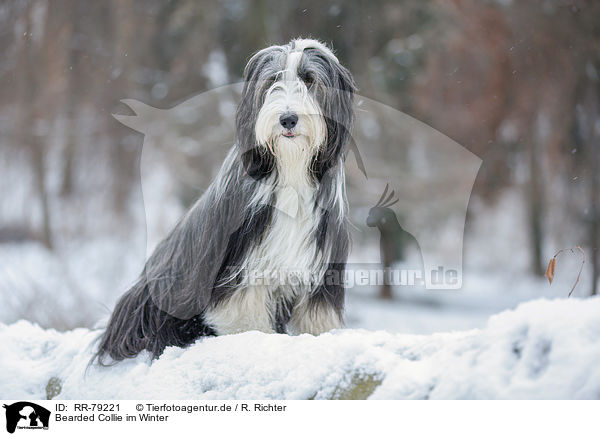 Bearded Collie im Winter / RR-79221