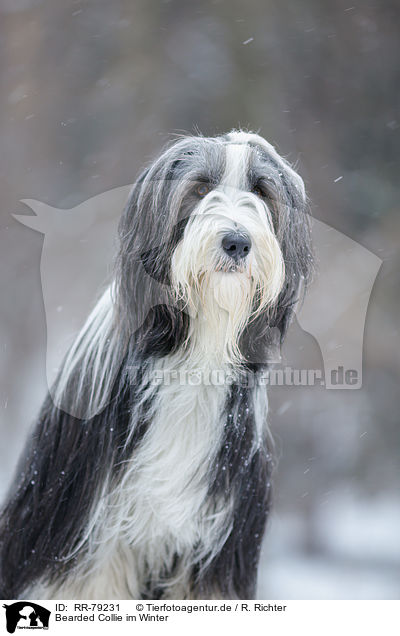 Bearded Collie im Winter / RR-79231