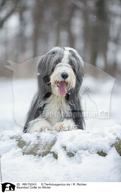 Bearded Collie im Winter / RR-79243