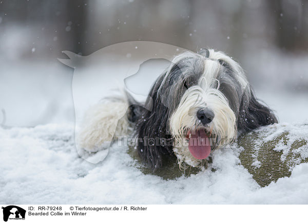 Bearded Collie im Winter / Bearded Collie in winter / RR-79248